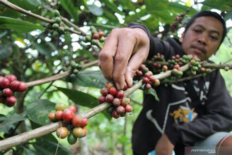 Penanaman Kopi Secara Besar Besaran Tak Untungkan Petani Antara News