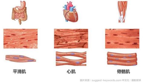 骨骼肌心肌與平滑肌 運動星球 sportsplanetmag