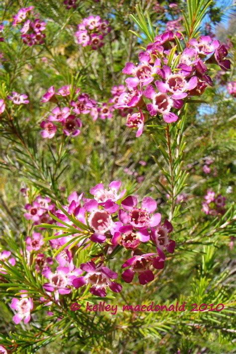 Plantfiles Pictures Chamaelaucium Geraldton Waxflower Geraldton Wax