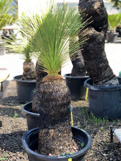 Australian Grass Tree (Xanthorrea Johnsonii) - True Green Nursery