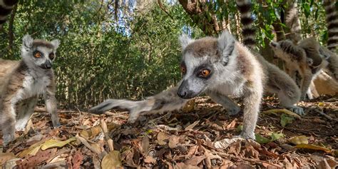 Ifotaka Community Forest Wildlife Location In Madagascar Africa