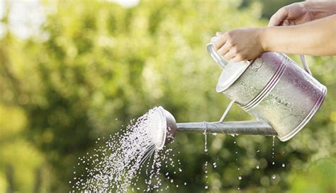 7 Tips For Less Frequent More Efficient Watering Hobby Farms