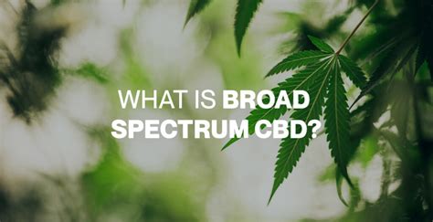 Difference Cbd Isolate Vs Broad Spectrum