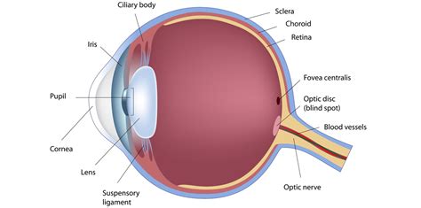 The blind spot is the region whereImage is formedCones are ...