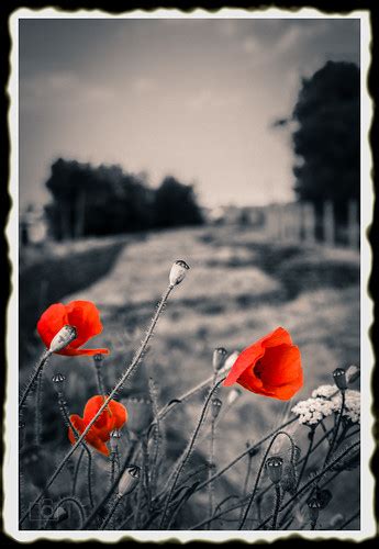 In Flanders Fields In Flanders Fields The Poppies Blow Bet Flickr