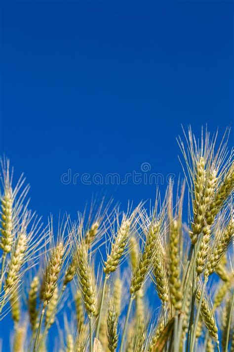 A Wheat Field Fresh Crop Of Wheat Stock Image Image Of Barley