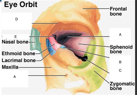 Eye Orbit Diagram Quizlet