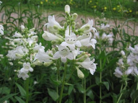 Beardtongue Foxglove Penstemon Digitalis