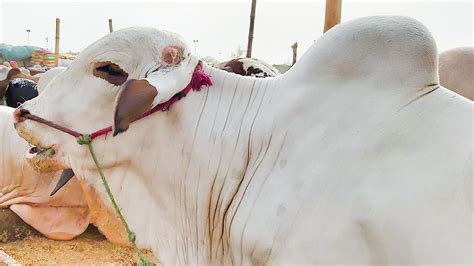 Live Soda Ho Gaya At Sohrab Goth Cow Mandi Block Latest