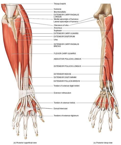 Muscles Of Hand And Forearm Anatomy Diagram