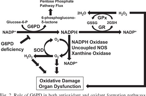 Figure 1 from Impact of glucose-6-phosphate dehydrogenase deficiency on ...