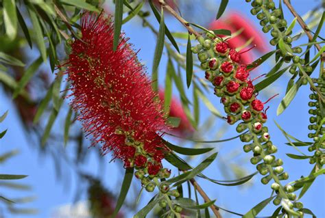 Bottle Brush Tree Can You Grow It In Your Own Yard Arbor Facts