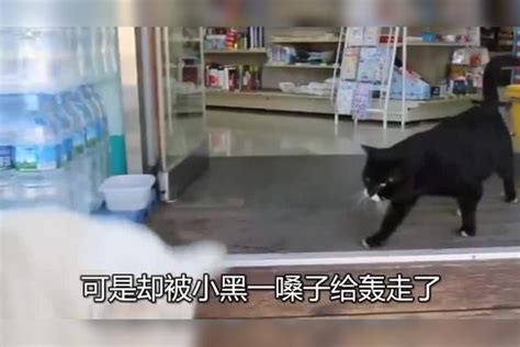 流浪狗缠上流浪猫，天天被揍也不肯离开，狗狗：跟着猫咪讨口吃的狗狗猫咪流浪狗