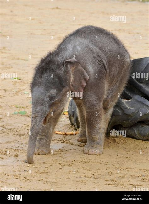 Asian elephant calf Stock Photo - Alamy