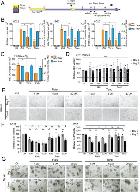 Application Of Human Liver Organoids As A Patient Derived Primary Model