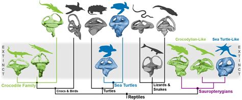 Evolutionary Tree Showing Rela Image Eurekalert Science News Releases