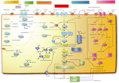 Fatty Acids: Lipid Fatty Acid