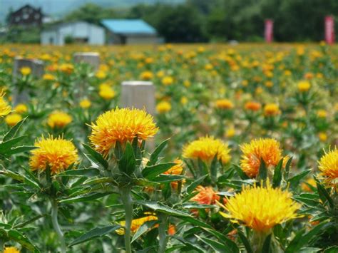 『山形・高瀬の紅花まつり』山形市山形県の旅行記・ブログ By むんさん【フォートラベル】