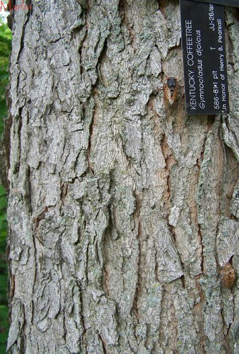 Kentucky Coffee Tree Bark