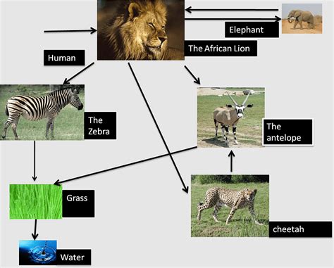 Cheetah Food Pyramid