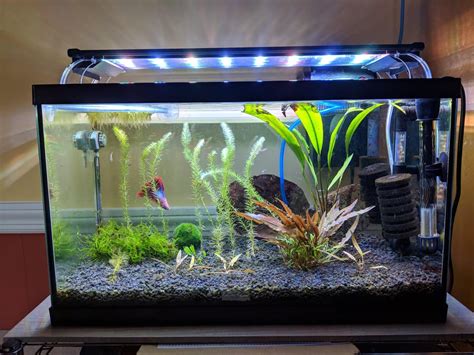 My 10 Gallon Planted Nano Community Tank With Diy Co2 Aquariums