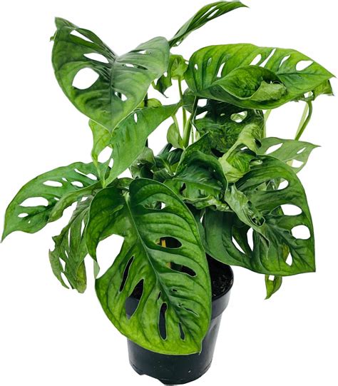 Monstera Monkey Mask Zielona Roślina Na Parapet - Ceny i opinie - Ceneo.pl