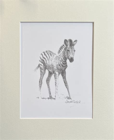 Wildlife Sketch Zebra David Shepherd Wildlife Foundation