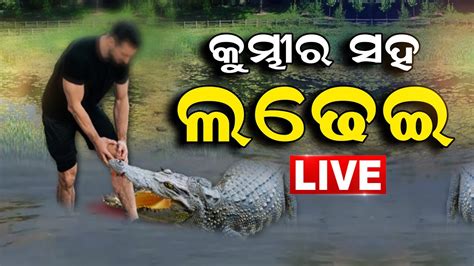 Crocodile Attack News Live ନଦୀରେ ମଝିରେ ମଣିଷ କୁମ୍ଭୀର ଲଢେଇ Odia News