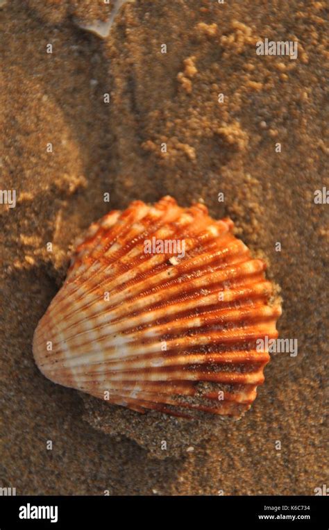 Shellfish Snails From The Mediterranean Sea On The Beach In Italy