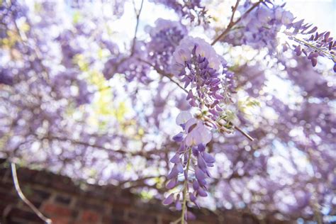 Chinese Wisteria Plant Care And Growing Guide