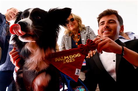 Messi the border collie fetches Cannes Palm Dog award in fiercest contest yet