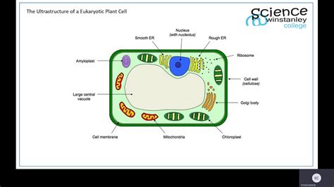 Eukaryotic Cell Labeled