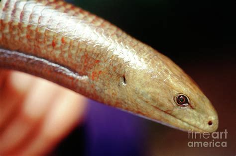 European Legless Lizard