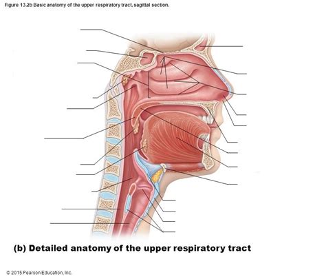 Structures Of The Upper Respiratory Tract Diagram Quizlet