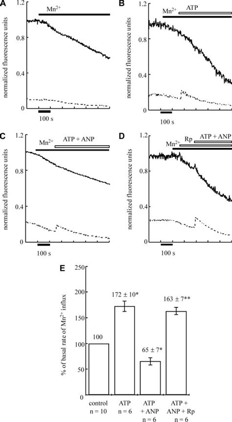 Anp Through Pkg Attenuates Atp Stimulated Mn Influx Into Single Rat