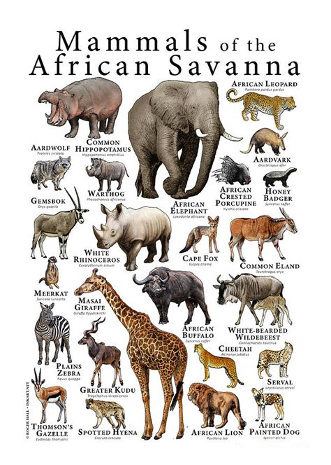 Mammals of the African Savanna by Roger Hall