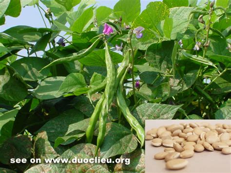 Hyacinth Bean Biandou Dolichos Lablab L Dolichos Seed Hyacinth Bean