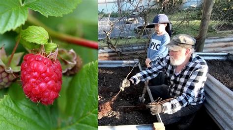 The Best Way To Grow Raspberries In Small Spaces Youtube