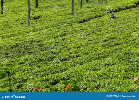 Tea Field in Coonoor, Tamil Nadu, India Editorial Stock Image - Image ...