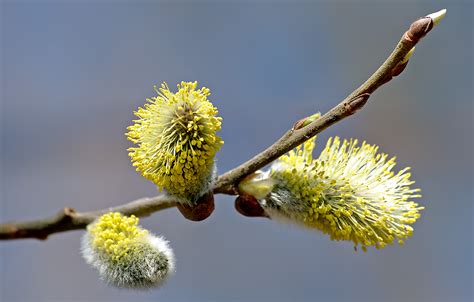 Catkin