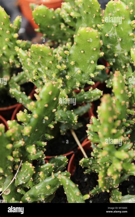 Poisonous Cactus Hi Res Stock Photography And Images Alamy