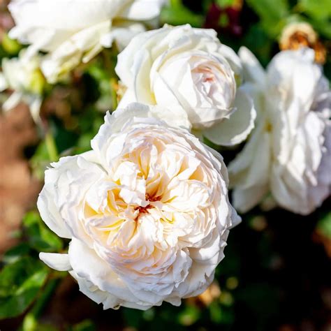 10 White Roses To Grow Best Varieties To Add Elegance To Your