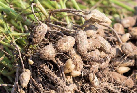 Cultivo del CACAHUETE planta con alto rendimiento GUÍA