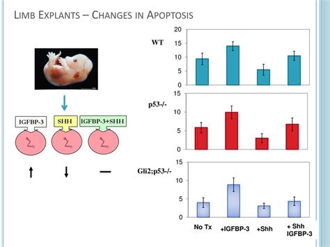 Gli And P Cooperate To Regulate Igfbp Mediated Chondrocyte