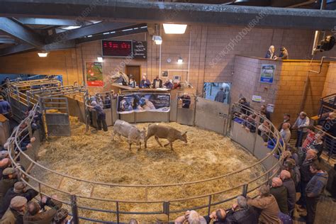 Cattle auction - Stock Image - C057/4430 - Science Photo Library