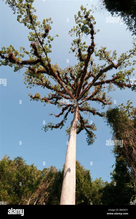 Tikal Guatemala Hi Res Stock Photography And Images Alamy