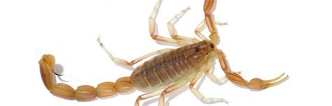 Arizona Bark Scorpion - Scorpion Facts and Information