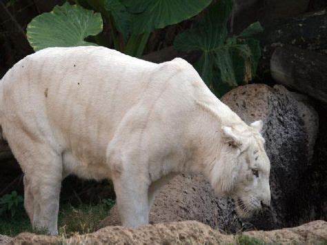 38 Albino tigers ideas | albino, wild cats, animals wild