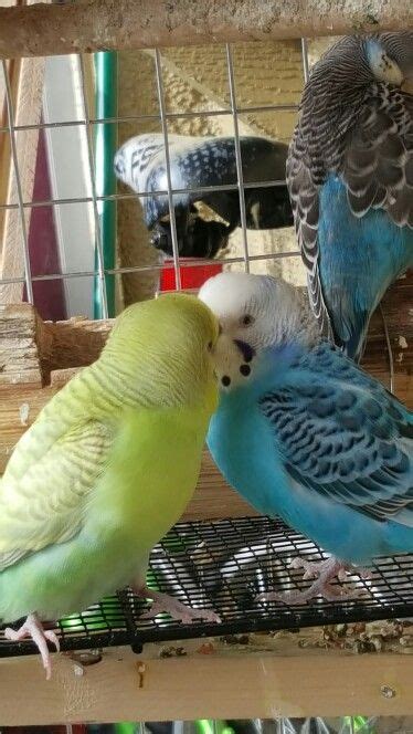 How To Teach Your Parakeet To Kiss Master Parrot