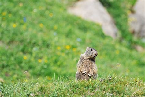 Best Groundhog Burrow Stock Photos, Pictures & Royalty-Free Images - iStock